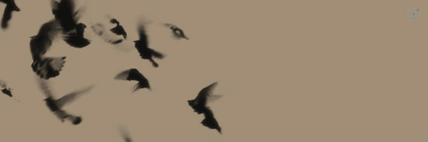 ‌مگی ری| 𐬀𐬯𐬀𐬮‌'s header picture