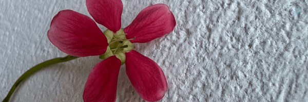 ‌اِصالَت خانوم‌'s header picture