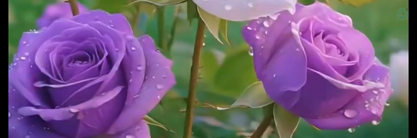 ‌جهانشاه پارسا‌'s header picture