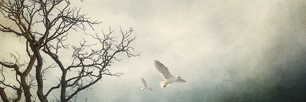 ‌حسین خداپرست‌'s header picture