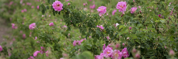 ‌آقایِ شیدا‌'s header picture