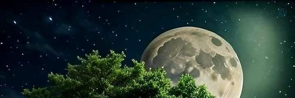‌Fateme‌'s header picture