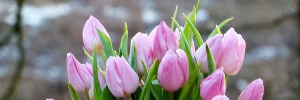 ‌سعید ایجادی‌'s header picture