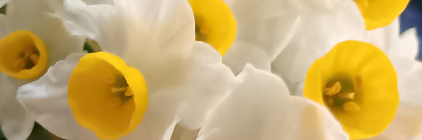 ‌مسافر کربلا‌'s header picture