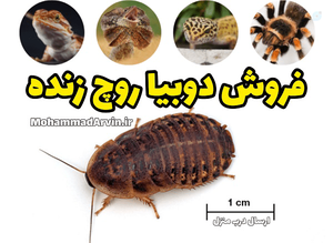 فروش دوبیا روچ ریز متوسط بالغ Dubia Roaches
فروش دوبیا روچ ریز متوسط بالغ ارزش غذایی دوبیا روچ فروشگاه حشرات ۱۸۲۶|۶۸۲|۰۹۱۲