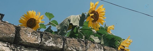 ‌فاطمه سراجیان‌'s header picture