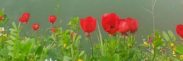 ‌پرند‌'s header picture