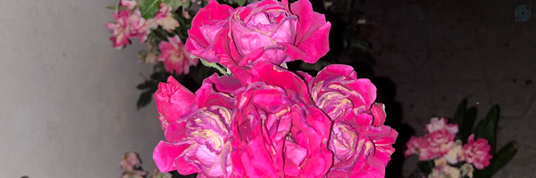 ‌امیررضا محمودی‌'s header picture