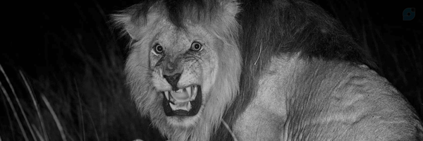 ‌محسن حقگو‌'s header picture