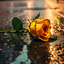 Profile picture of ‌Seyed A‌