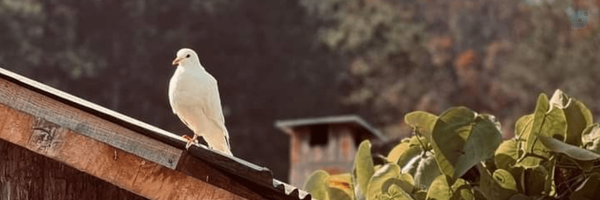 ‌Fotros‌'s header picture