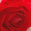 Profile picture of ‌خانم با معرفت‌