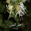 Profile picture of ‌از تبار سادات🌱‌