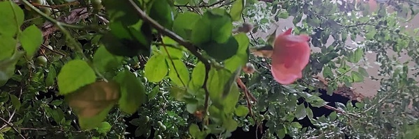 ‌ناهید ورزنده عین الدین‌'s header picture