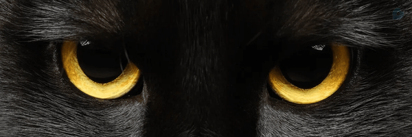 ‌پیشی مشکی🖤-محدودالبازنشر-‌'s header picture