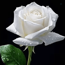 Profile picture of ‌مونا  1368   MONA‌