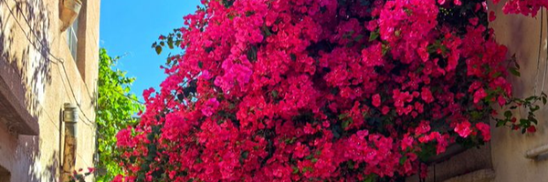 ‌محمدرضا دانشمندی‌'s header picture