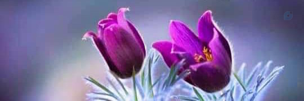 ‌آزاد‌'s header picture