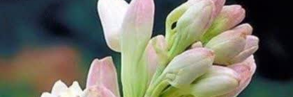 ‌❄️مریم❄️ به رسم زهرا(س) ان شاءاللّه ❄️‌'s header picture