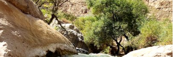 ‌ترنم‌'s header picture