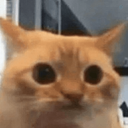 Profile picture of ‌Meowing Maidens‌