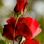 Profile picture of ‌حسن فتوحی‌