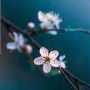 Profile picture of ‌عالمه جوی پا‌