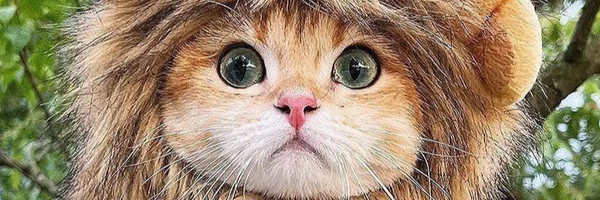 ‌محدثه خانم‌'s header picture