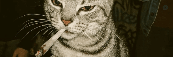 ‌رول‌دارچینی‌'s header picture
