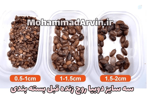 فروش دوبیا روچ ریز متوسط بالغ Dubia Roaches
فروش دوبیا روچ ریز متوسط بالغ ارزش غذایی دوبیا روچ فروشگاه حشرات ۱۸۲۶|۶۸۲|۰۹۱۲
