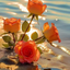 Profile picture of ‌قیصری.ف‌