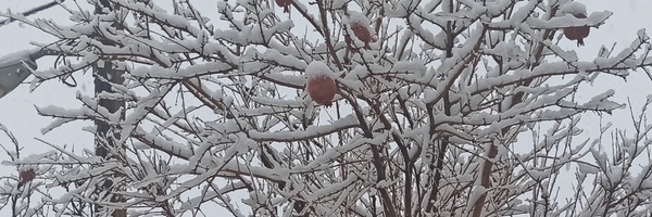 ‌دختر ایران‌'s header picture