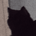 Profile picture of ‌گربه𐬐𐬎𐬭𐬎𐬱‌