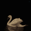 Profile picture of ‌ᴢᴇʏɴᴀʙ‌