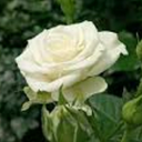 Profile picture of ‌انسیه‌