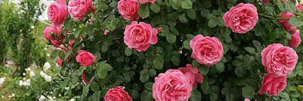 ‌فاطیماه‌'s header picture