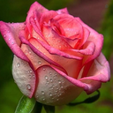 Profile picture of ‌زر محمدی‌