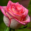 Profile picture of ‌زر محمدی‌