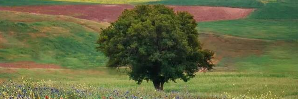 ‌حمیدرضا مرادی‌'s header picture