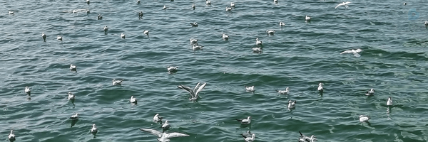 ‌مهدی اعجازی‌'s header picture
