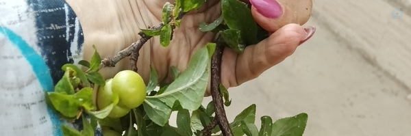‌سمیه حقپرست‌'s header picture