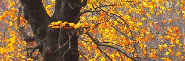 ‌احسان عزیززاده‌'s header picture