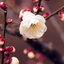 Profile picture of ‌گردآفرید‌