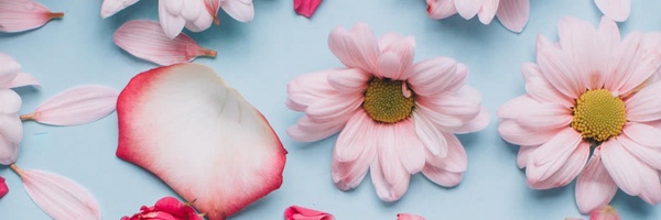 ‌ستاره سهیل‌'s header picture