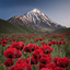 Profile picture of ‌Dokhtare Iranzamin‌