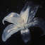 Profile picture of ‌نور‌