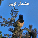 Profile picture of ‌Terror Alarm‌