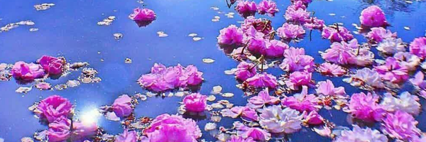 ‌Sajad Shahraki‌'s header picture