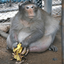 Profile picture of ‌مهرداد تشکر🐒🦭‌