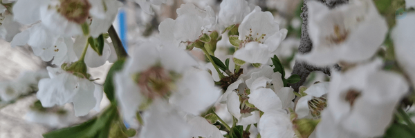 ‌نسیم خانوم‌'s header picture
